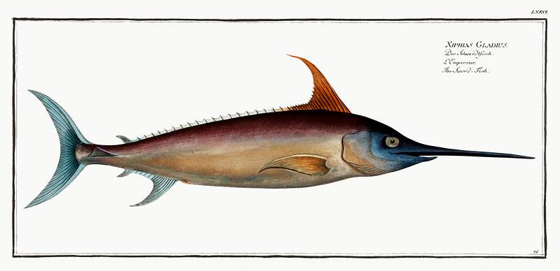 Xiphias Gladius Sword Fish (Xiphias Gladius) from Ichtylogie, ou Histoire naturelle: génerale et particuliére des poissons…