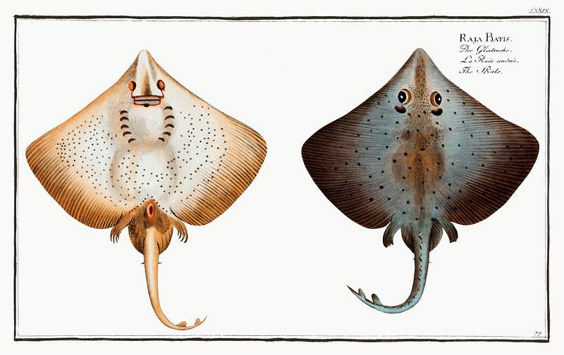 Raja Batis Skate (Raja Batis) from Ichtylogie, ou Histoire naturelle: génerale et particuliére des poissons…
