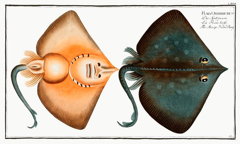 Raja Oxyrinchus Sharp Nosed-Ray (Raja Oxyrinchus) from Ichtylogie, ou Histoire naturelle: génerale et particuliére des poissons…