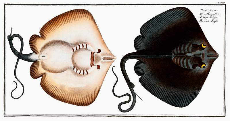 Raja Aquila Sea-Eagle (Raja Aquila) from Ichtylogie, ou Histoire naturelle: génerale et particuliére des poissons…