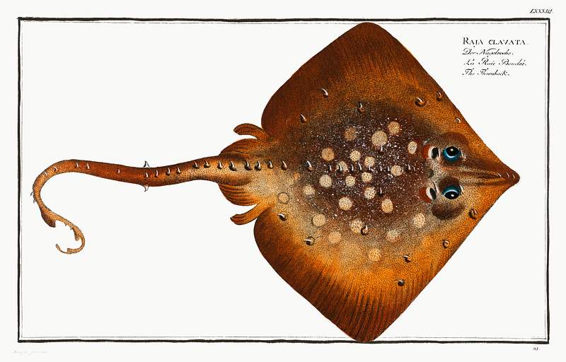Raja clavata Thornback (Raja clavata) from Ichtylogie, ou Histoire naturelle: génerale et particuliére des poissons…