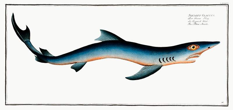 Squalus Glaucus Blue Shark (Squalus Glaucus) from Ichtylogie, ou Histoire naturelle: génerale et particuliére des poissons…