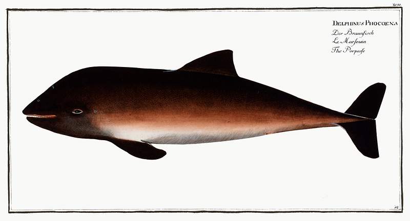 Delphinus Phocoena Porpesse (Delphinus Phocoena) from Ichtylogie, ou Histoire naturelle: génerale et particuliére des poissons…
