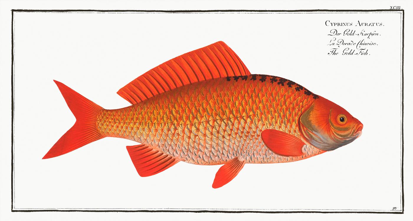 Cyprinus Auratus Gold-Fish (Cyprinus Auratus) from Ichtylogie, ou Histoire naturelle: génerale et particuliére des poissons (...