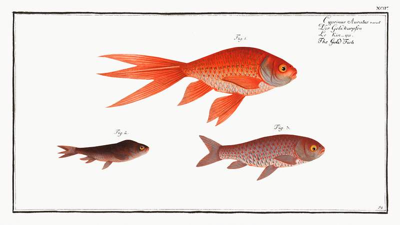 Cyprinus Auratus Gold-Fish (Cyprinus Auratus) from Ichtylogie, ou Histoire naturelle: génerale et particuliére des poissons…
