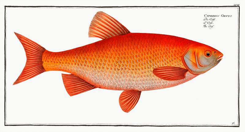 Cyprnus Orfus Orf (Cyprnus Orfus) from Ichtylogie, ou Histoire naturelle: génerale et particuliére des poissons…