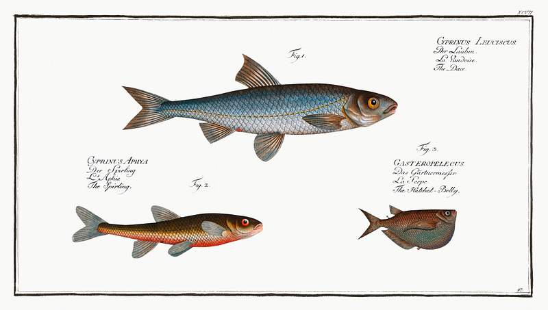 Collection of various fishes 1. Dace (Cyprinus Leuciscus) 2. Spirling (Cyprinus Aphya) 3. Hatchet-Belly (Gasteropelecus) from Ichtylogie, ou Histoire…