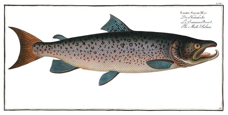 Salmo Salar Mas Male-Salmon (Salmo Salar Mas) from Ichtylogie, ou Histoire naturelle: génerale et particuliére des poissons…