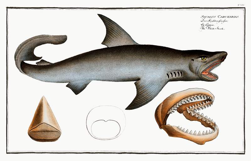 Squalus Carcharias White Shark (Squalus Carcharias) from Ichtylogie, ou Histoire naturelle: génerale et particuliére des poissons…