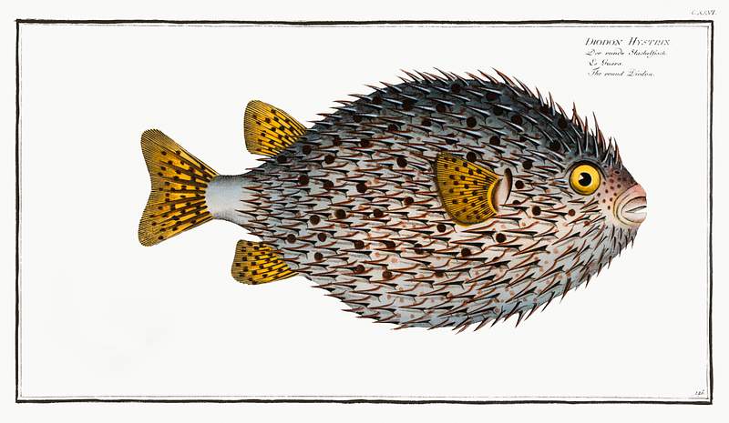 Diodon Hystrix Round Diodon (Diodon Hystrix) from Ichtylogie, ou Histoire naturelle: génerale et particuliére des poissons…