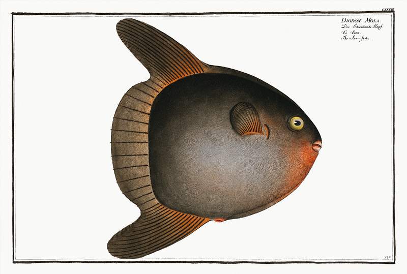 Diodon Mola Sun-fish (Diodon Mola) from Ichtylogie, ou Histoire naturelle: génerale et particuliére des poissons…