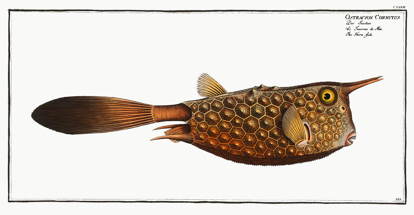 Ostracion Cornutus Horn-fish (Ostracion Cornutus) from Ichtylogie, ou Histoire naturelle: génerale et particuliére des poissons (...