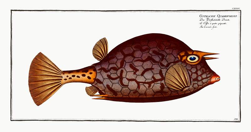 Ostracion Quadricornis Cuckold-fish (Ostracion Quadricornis) from Ichtylogie, ou Histoire naturelle: génerale et particuliére des…