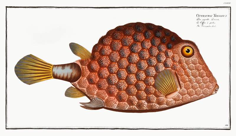 Ostracion Tricornus Triangular-fish (Ostracion Tricornus) from Ichtylogie, ou Histoire naturelle: génerale et particuliére des…