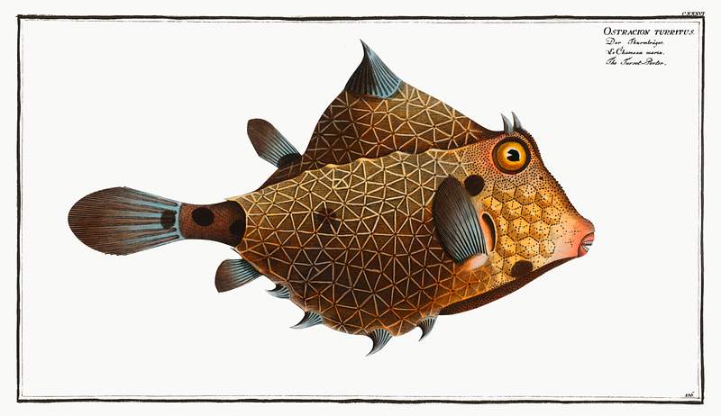 Ostracion Turritus Turret-Porter (Ostracion Turritus) from Ichtylogie, ou Histoire naturelle: génerale et particuliére des…