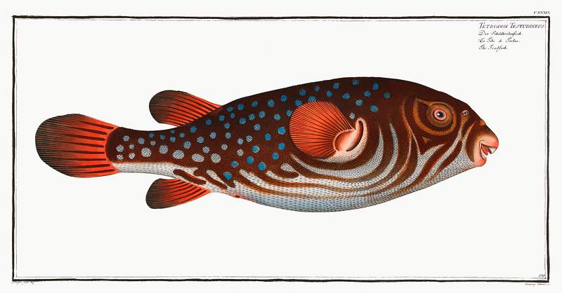 Tetrodon Testudineus Toadfish (Tetrodon Testudineus) from Ichtylogie, ou Histoire naturelle: génerale et particuliére des poissons…