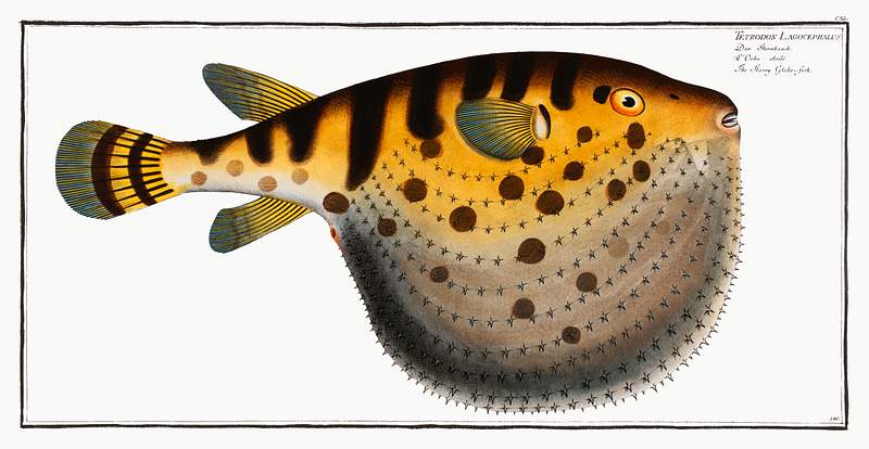Tetrodon Lagocephalus Starry Globe-fish (Tetrodon Lagocephalus) from Ichtylogie, ou Histoire naturelle: génerale et particuliére des…
