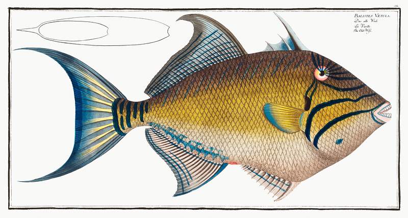 Balistes Vetula Old-Wife (Balistes Vetula) from Ichtylogie, ou Histoire naturelle: génerale et particuliére des poissons…