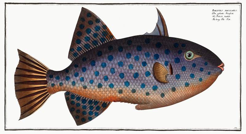 Balistes maculatus Long File-Fish (Balistes maculatus) from Ichtylogie, ou Histoire naturelle: génerale et particuliére des…