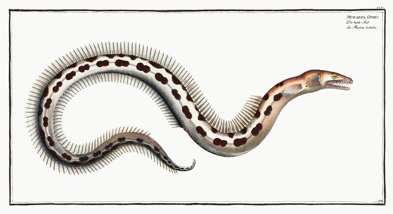 Muraena Ophis Muraena Ophis from Ichtylogie, ou Histoire naturelle: génerale et particuliére des poissons (1785–1797)…