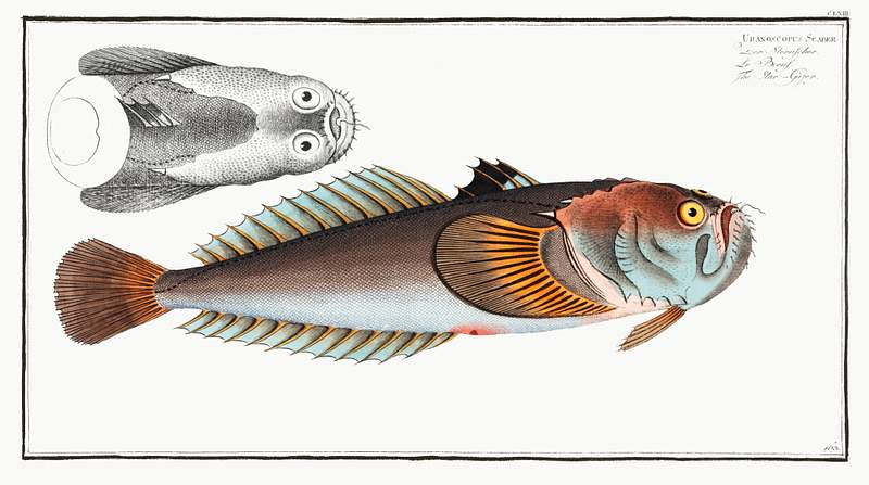Uranoscopus Scaber Star-Gazer (Uranoscopus Scaber) from Ichtylogie, ou Histoire naturelle: génerale et particuliére des poissons…