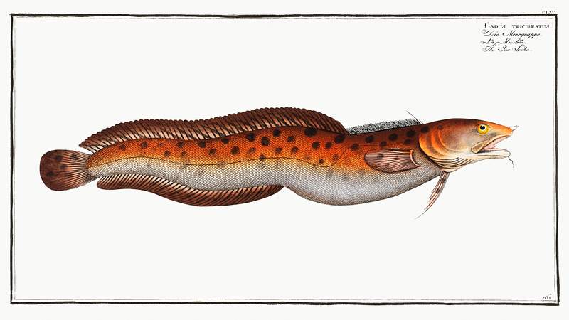 Gadus tricirratus Sea Loche (Gadus tricirratus) from Ichtylogie, ou Histoire naturelle: génerale et particuliére des poissons…