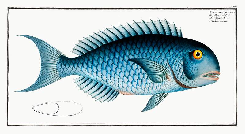 Coryphaena coerulea Bleu-Fish (Coryphaena coerulea) from Ichtylogie, ou Histoire naturelle: génerale et particuliére des poissons…