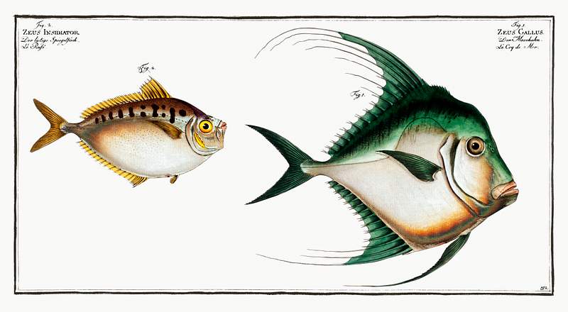 Zeus Gallus and Zeus Insidiator 1. Zeus Gallus; 2. Zeus Insidiator from Ichtylogie, ou Histoire naturelle: génerale et particuliére des…