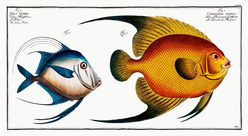 Chaetodon aureus and Zeus Vomer 1.Chaetodon aureus 2. Silver Fish (Zeus Vomer) from Ichtylogie, ou Histoire naturelle: génerale et particuliére…