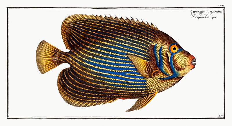 Chaetodon Imperator Chaetodon Imperator from Ichtylogie, ou Histoire naturelle: génerale et particuliére des poissons…