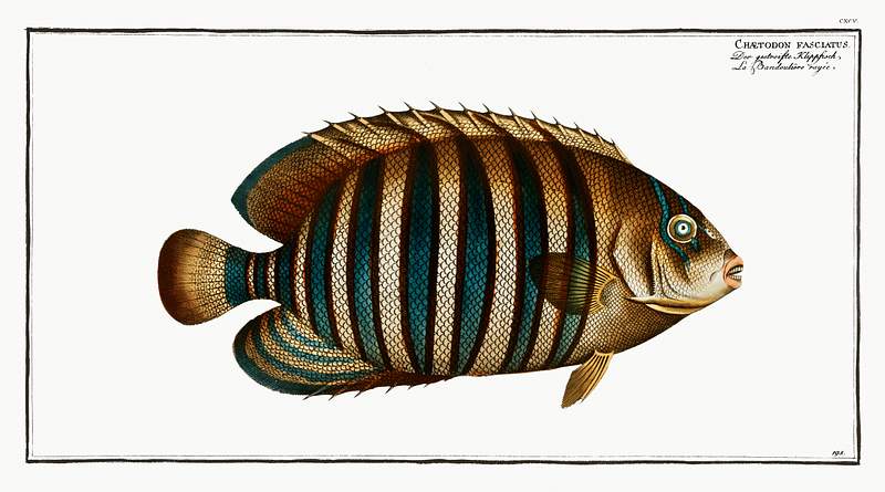 Chaetodon fasciatus Chaetodon fasciatus from Ichtylogie, ou Histoire naturelle: génerale et particuliére des poissons…