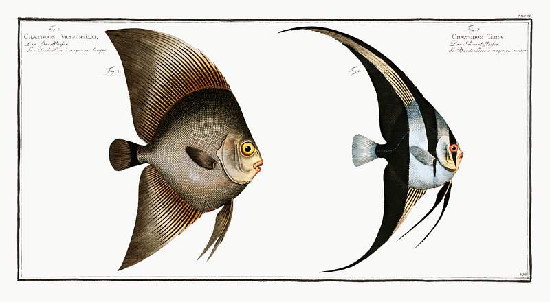 Chaetodon Teira and Chaetodon Vespertilio 1. Chaetodon Teira 2. Chaetodon Vespertilio; from Ichtylogie, ou Histoire naturelle: génerale et particuliére…
