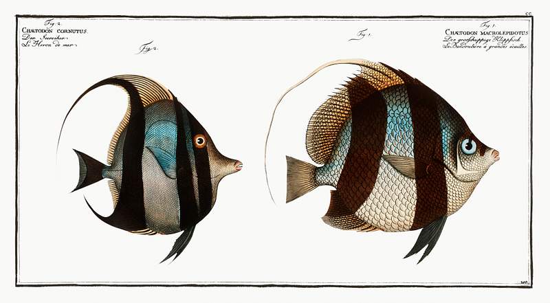 Chaetodon macrolepidotus and Chaetodon cornut 1. Chaetodon macrolepidotus 2. Chaetodon cornutus from Ichtylogie, ou Histoire naturelle: génerale et…