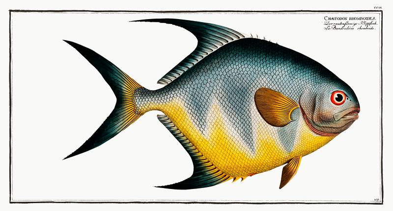 Chaetodon rhomboides Chaetodon rhomboides from Ichtylogie, ou Histoire naturelle: génerale et particuliére des poissons…