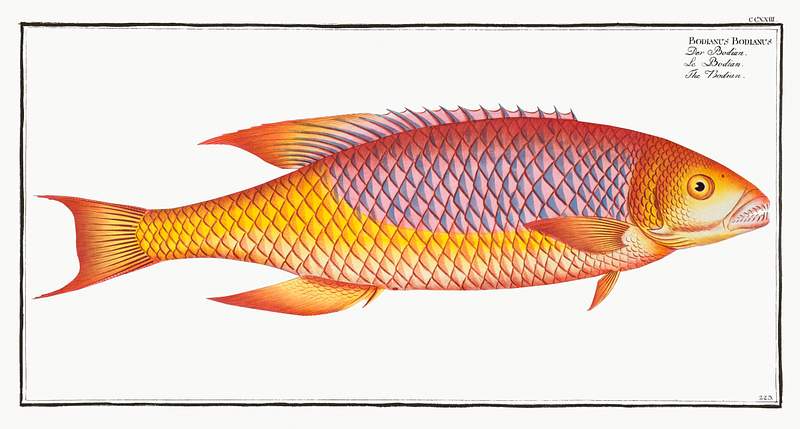 Bodianus Bodianus Bodian (Bodianus Bodianus) from Ichtylogie, ou Histoire naturelle: génerale et particuliére des poissons…