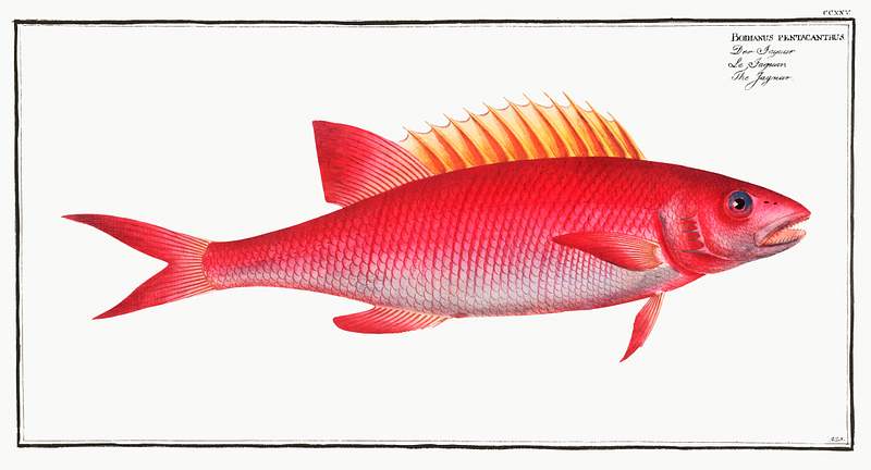 Bodianus pentacanthus Jaguar (Bodianus pentacanthus) from Ichtylogie, ou Histoire naturelle: génerale et particuliére des poissons…
