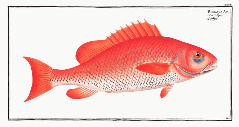 Bodianus Aya Bodianus Aya from Ichtylogie, ou Histoire naturelle: génerale et particuliére des poissons (1785–1797) by…