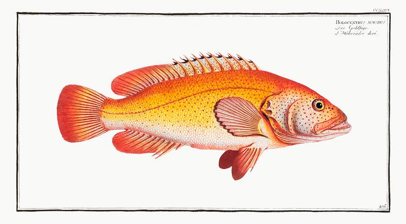 Holocentrus auratus | Free public domain illustration Holocentrus auratus from Ichtylogie, ou Histoire naturelle: génerale et particuliére des poissons…