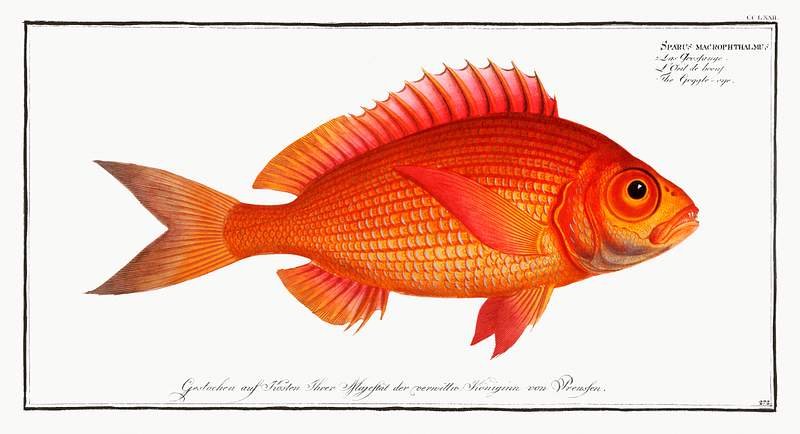 Sparus macrophthalmus Goggle-eye (Sparus macrophthalmus) from Ichtylogie, ou Histoire naturelle: génerale et particuliére des…