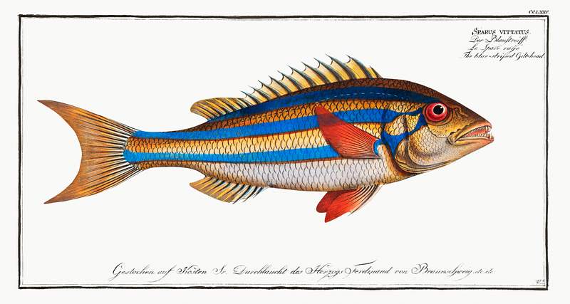 Sparus vittatus Blue-striped Gilt-head (Sparus vittatus) from Ichtylogie, ou Histoire naturelle: génerale et particuliére des…