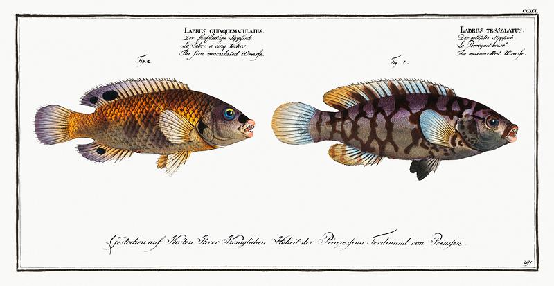 Fish Illustrations 1. Wainscotted Wrasse (Labrus tesselatus) 2. Five maculated Wrasse (Labrus quinquemaculatus) from Ichtylogie, ou Histoire…
