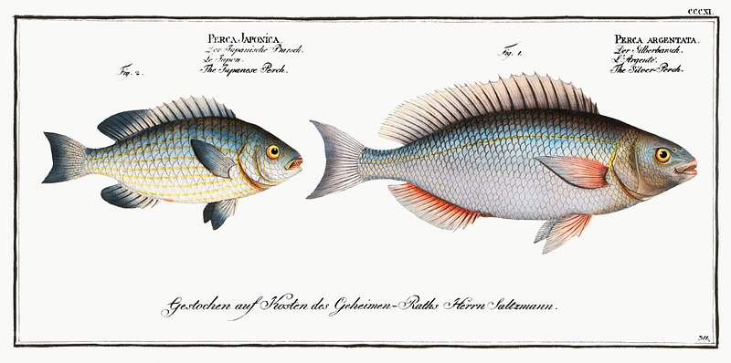 Fish Illustrations 1. Silver-Perch (Perca argentata) 2. Japanese Perch (Perca Japonica) from Ichtylogie, ou Histoire naturelle: génerale…