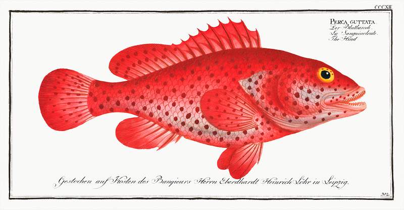 Perca Guttata Hind (Perca Guttata) from Ichtylogie, ou Histoire naturelle: génerale et particuliére des poissons…