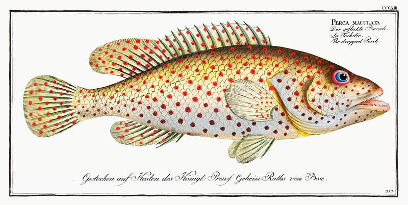 Perca maculata Dropped Perch (Perca maculata) from Ichtylogie, ou Histoire naturelle: génerale et particuliére des poissons…