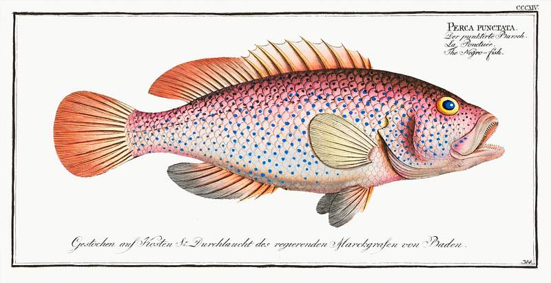 Perca punctata Negro-fish (Perca punctata) from Ichtylogie, ou Histoire naturelle: génerale et particuliére des poissons…