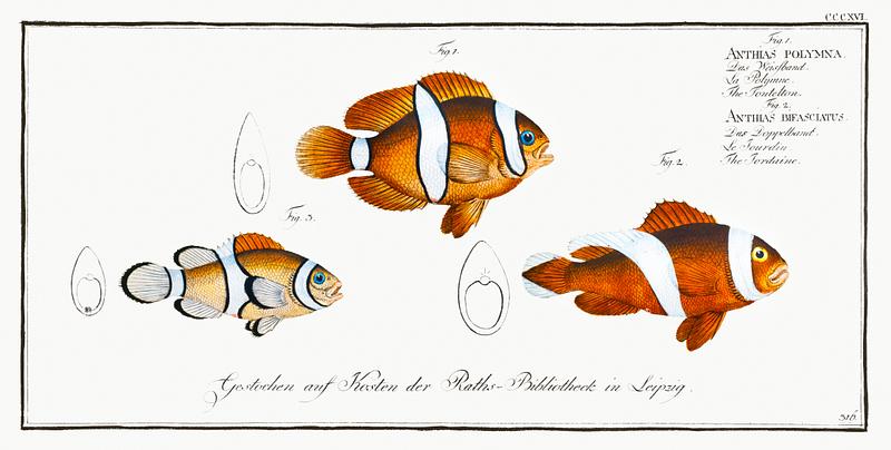 Collection of various fishes 1. Tontelton (Anthias polymna) 2. Jordaine (Anthias bifasciatus) from Ichtylogie, ou Histoire naturelle: génerale et…