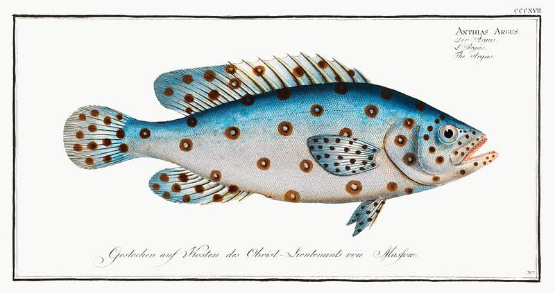 Anthias Argus Argus (Anthias Argus) from Ichtylogie, ou Histoire naturelle: génerale et particuliére des poissons…