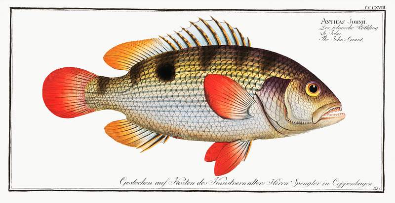 Anthias Johnii John's Grunt (Anthias Johnii) from Ichtylogie, ou Histoire naturelle: génerale et particuliére des poissons…
