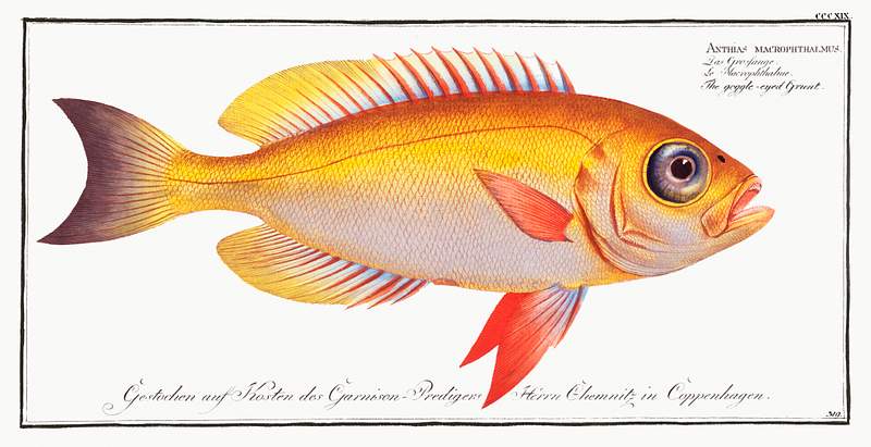 Anthias macrophthalmus Goggle-eyed Grunt (Anthias macrophthalmus) from Ichtylogie, ou Histoire naturelle: génerale et particuliére des…