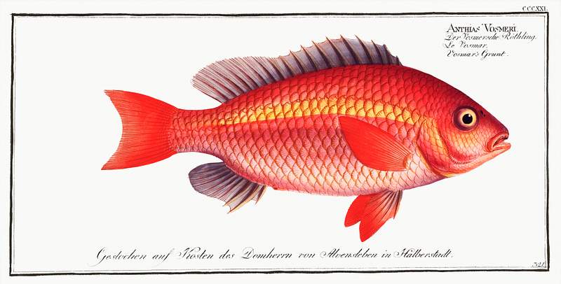 Anthias Vosmeri Vosmar's Grunt (Anthias Vosmeri) from Ichtylogie, ou Histoire naturelle: génerale et particuliére des poissons…